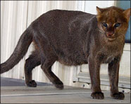 Maya